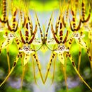 Egrow 100Pcs/Pack Orchid Seeds Yellow Octopus Orchid Rare Flower Bonsai For Home Garden Planting Flowering Plants