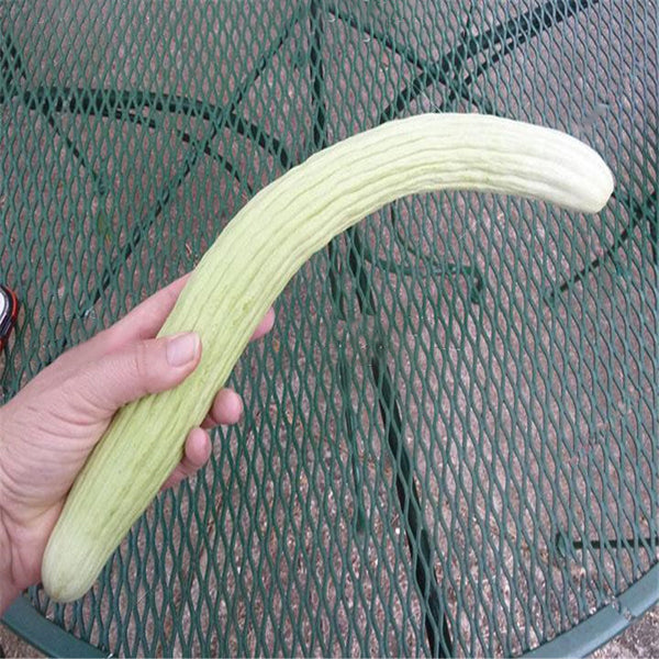 Egrow 50 Pcs/Bag Giant Long Green Cucumber Seeds Crisp Sweet Fruit Organic Vegetable Seed