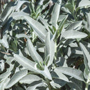 Egrow 100Pcs/Pack White Sage Seeds White Sage Bonsai Organic Herbs Salvia Apiana Medicinal Rare Perennial Leaves Heirloom Natural Plant