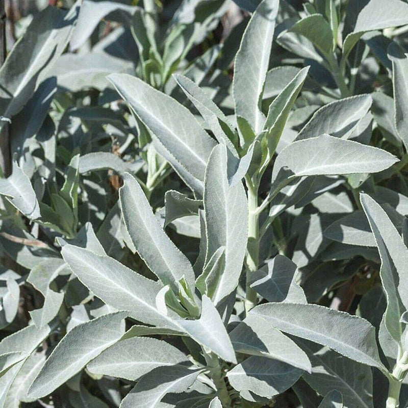 Egrow 100Pcs/Pack White Sage Seeds White Sage Bonsai Organic Herbs Salvia Apiana Medicinal Rare Perennial Leaves Heirloom Natural Plant
