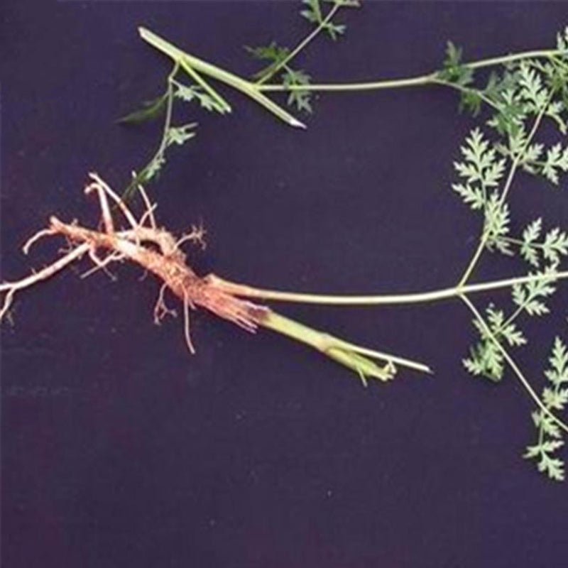 Egrow 100 Pcs/Pack Divaricate Saposhnikovia Seeds Divaricate Saposhnikovia Plant Saposhnikoviae