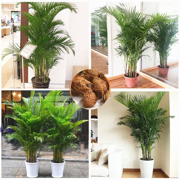 Egrow 5Pcs/Pack Chrysalidocarpus Lutescens Plant Seeds Home Decoration Areca Palm Tree Indoor Butterfly Palm Bonsai