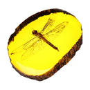 Amber Fossil Insects Dragonfly Manual Polishing Insect Specimens Decorations