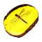 Amber Fossil Insects Dragonfly Manual Polishing Insect Specimens Decorations