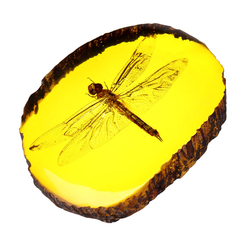 Amber Fossil Insects Dragonfly Manual Polishing Insect Specimens Decorations
