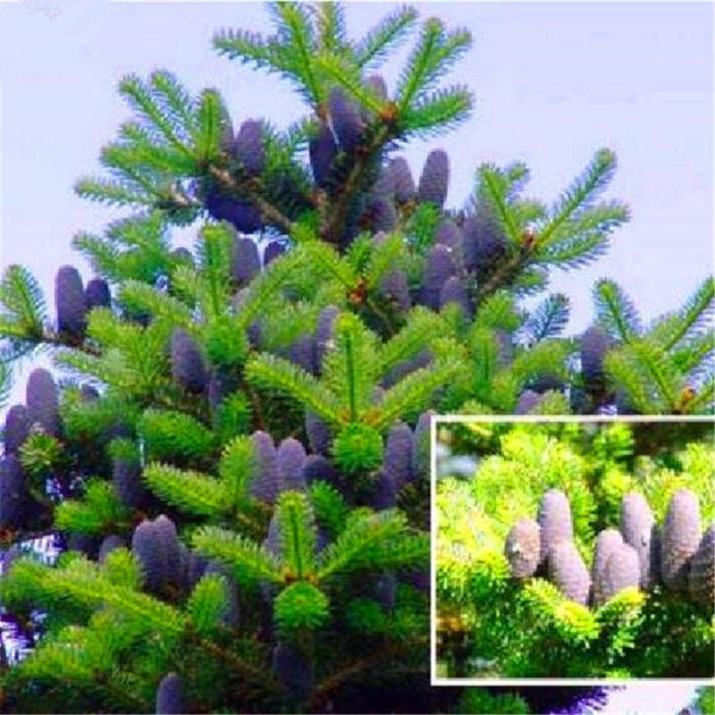 Egrow 50 Pcs/Pack Fir Abies Seeds Nordmann Fir Christmas Tree Conifer Tree Flower House Garden Bonsai Plants Flower Pot