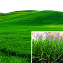 Egrow 1000 PCS/Pack Turfgrass Seeds Green Source Turfgrass Grass Plant Evergreen Lawn Plantas Flower Flores Home Garden Bonsai