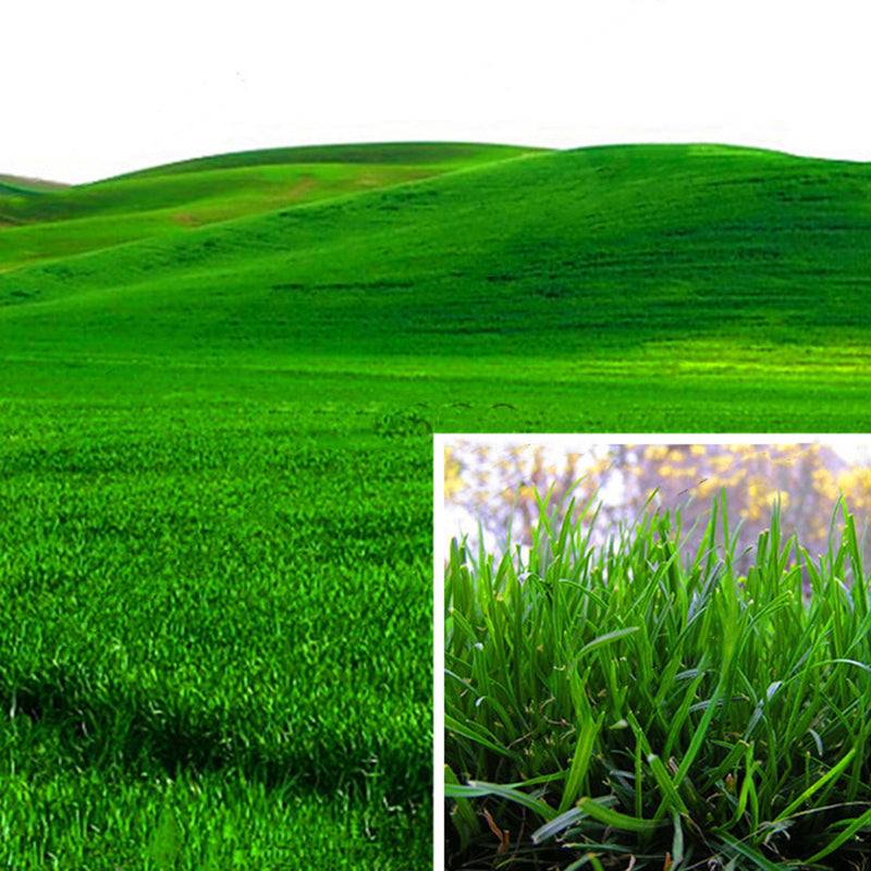 Egrow 1000 PCS/Pack Turfgrass Seeds Green Source Turfgrass Grass Plant Evergreen Lawn Plantas Flower Flores Home Garden Bonsai