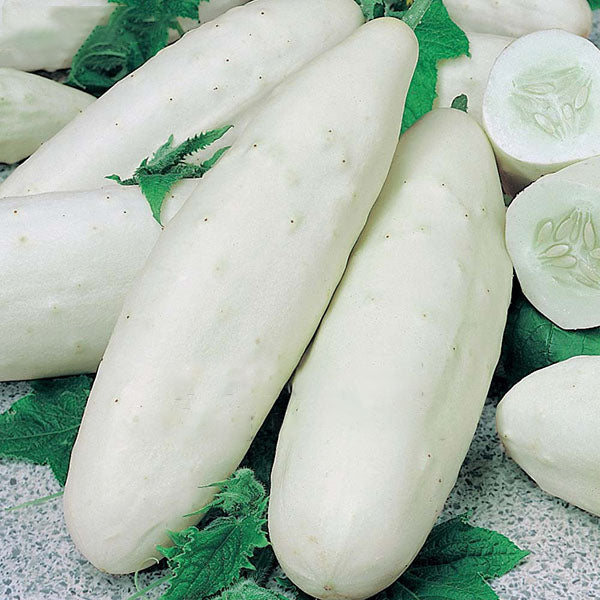 Egrow 50 Pcs/Pack White Cucumber Seeds Garden Balcony Vegetable Fruit Cucumber Seed Planting