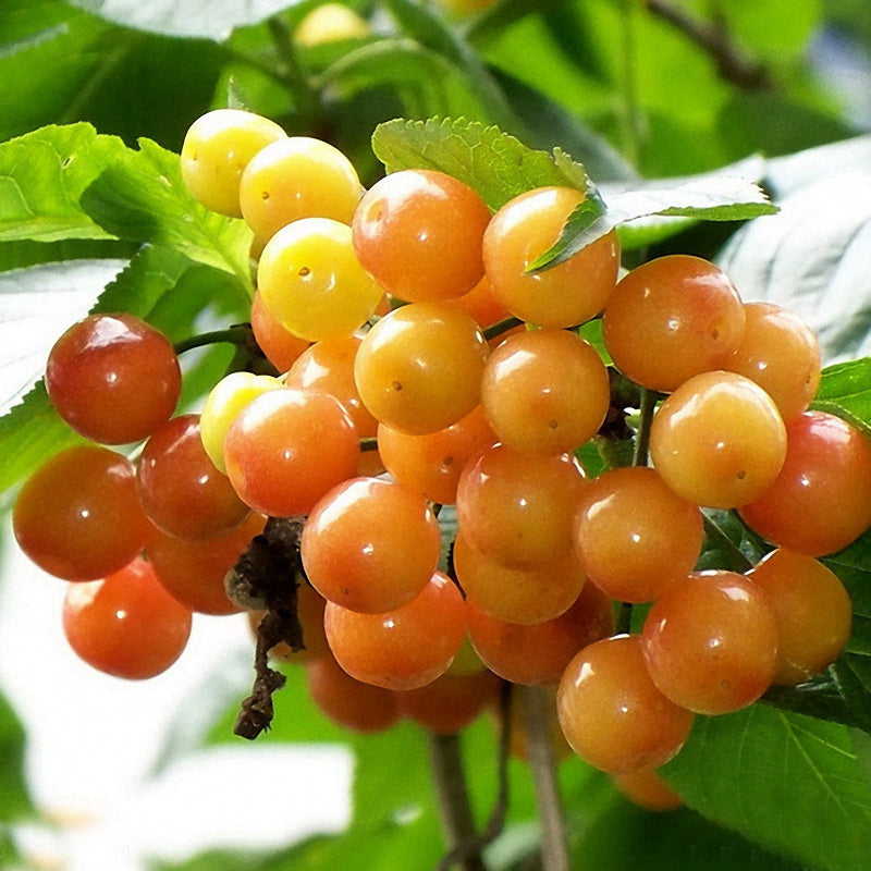 Egrow 20Pcs/Bag Yellow Cherry Seeds Balcony Garden Bonsai Potted Plant Seeds Cherry Fruits Seeds