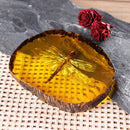 Amber Fossil Insects Dragonfly Manual Polishing Insect Specimens Decorations