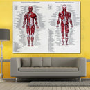 Muscle System Poster Anatomy Chart Human Body Educational Silk Cloth Home Decor