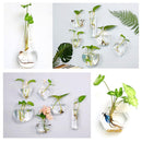 Irregular Wall Hanging Glass Planter Air Plant Terrarium Flower Pots Vase