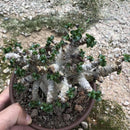 Egrow 2 Pcs/Pack Desert Rose Seeds Adenium Obesum Semillas Bonsai Desert Rose Flower Plant