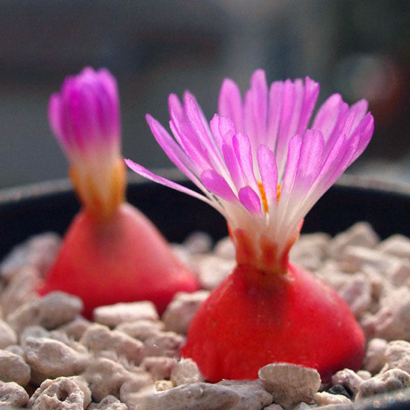 Egrow 100Pcs/Bag Purple Succulents Lithops Seed Garden Planting Office Balcony Decoration Flowers