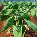 Egrow 100pcs/Bag Taro Seeds Rare Green Giant Taro Seeds Ornamental Leaves Edible Root Vegetable Seed