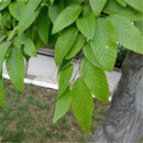 Egrow 30 Pcs/Pack Carpinus Tree Seeds Carpinus Tree Semente Plant Carpinus Turczaninowii Hance