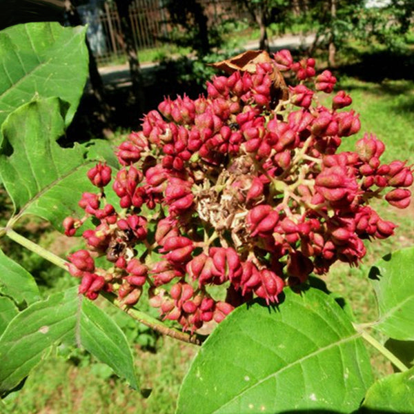 Egrow 100 Pcs/Pack Evodia Seeds Evodia Daniellii Tree Folwer Seeds Home Garden Decoration