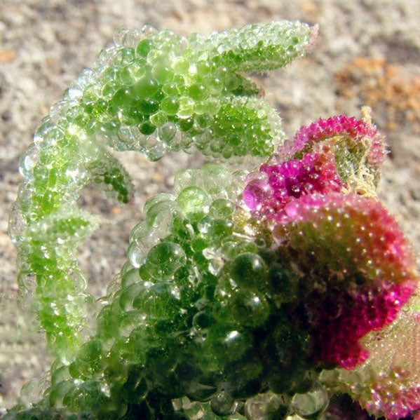 Egrow 100Pcs/Bag Succulent Plant Seeds Flowering Mesembryanthemum Crystallinum Crystalline Ice Plant