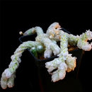 Egrow 100Pcs/Lot Cactus Seeds Cactus Flowers Plantas Rare Plant Bonsai Foliage Magical Garden & Home Flora