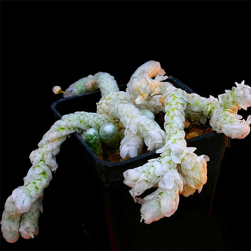 Egrow 100Pcs/Lot Cactus Seeds Cactus Flowers Plantas Rare Plant Bonsai Foliage Magical Garden & Home Flora