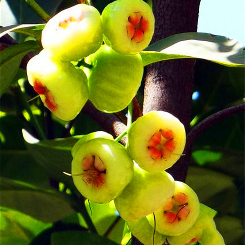 Egrow 100 PCS/Pack Jambu Air Seeds Rose Wax Apple Bonsai Rare Fruit Flores for Home Garden Planting