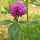 Egrow 400 Pcs/Pack Herba Red Clover Seeds Herba Red Clover Plant Trifolium Pratense