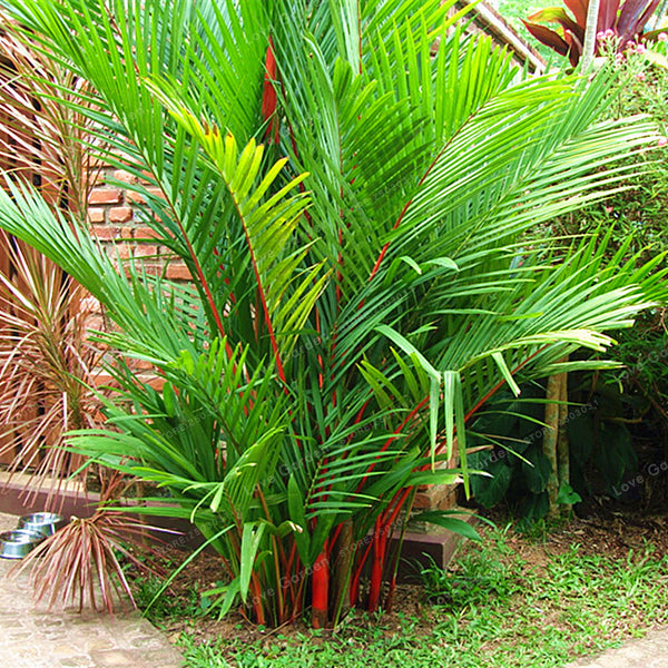 Egrow 100 Pcs/Pack Palm Seeds Lipstick Palm Cyrtostachys Renda Tree Red Sealing Wax Palm Bonsai Pot Plant For Home Garden Bonsai