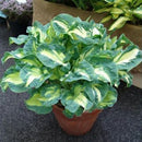 Egrow 100Pcs Plantain Lily Flower Seeds Green Yellow Hosta Plants Seeds Garden Perennial Plant