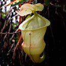 Egrow 50PCS Nepenthes Seeds Potted Plant Eating Mosqutio Insert Garden Outdoor Flowers Bonsai