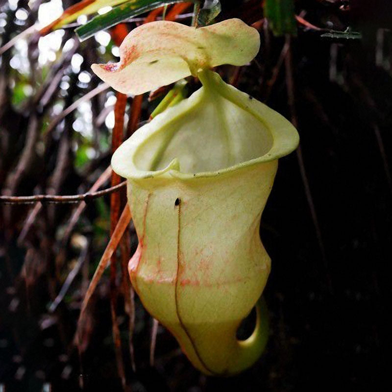 Egrow 50PCS Nepenthes Seeds Potted Plant Eating Mosqutio Insert Garden Outdoor Flowers Bonsai