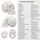 Life Size Human Anatomical Anatomy Head Skeleton Skull Teaching Medical Model Precise