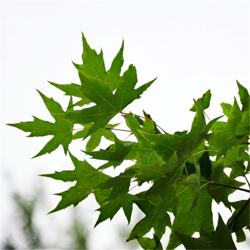 Egrow 40 Pcs/Pack Pentaphyll Maple Tree Seeds Pentaphyll Maple Tree Semente Plant Truncate Maple For Acer Truncatum