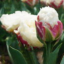 Egrow 10Pcs Perfume Tulip Seed Perennial High-grade Flower Bonsai Seeds Home Garden Planting