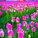 Egrow 50Pcs/Pack Colorful Tulip Seeds Garden Perennial Potted Tulip Flower Plants