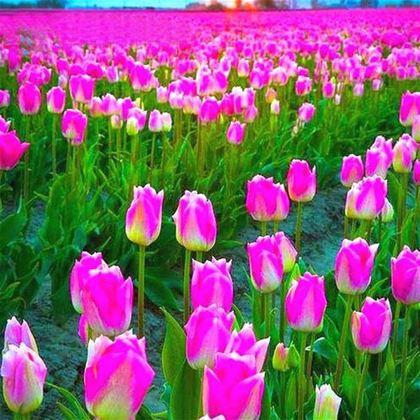 Egrow 50Pcs/Pack Colorful Tulip Seeds Garden Perennial Potted Tulip Flower Plants