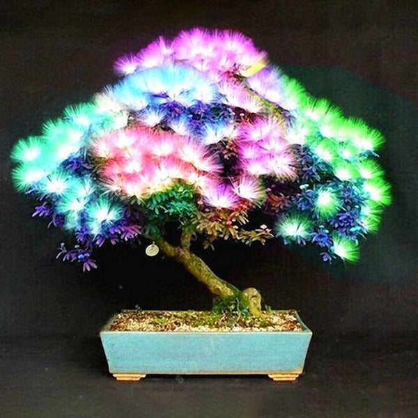 Egrow 20Pcs Acacia Tree Seeds Colorful Albizia Julibrissin Tree Seed Indoor Bonsai Tree Planting