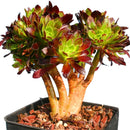 Egrow 100 PCS / Pack Cockscomb Seeds Succulents Bonsai Garden Cactus Flower