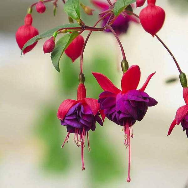 30PCS Fuchsia Hybrida Voss Seeds Potted Ornamental Plants Garden Bonsai
