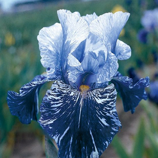Egrow 50Pcs/Bag Iris Tectorum Seeds Rare Iris Seeds Bonsai Flower Seeds Heirloom Iris Flowers Seeds