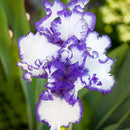 Egrow 100 PCS Garden Plant Gladiolus Flowers Aerobic Indoor Potted Sword Lily Flower Seeds Bonsai