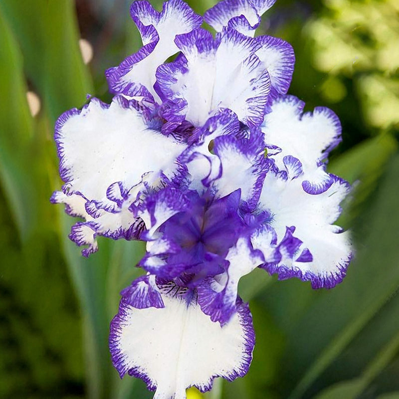 Egrow 100 PCS Garden Plant Gladiolus Flowers Aerobic Indoor Potted Sword Lily Flower Seeds Bonsai