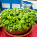 Egrow 100Pcs/Pack Basil Seeds Basil Bonsai Garden Seeds Home And Garden Plants