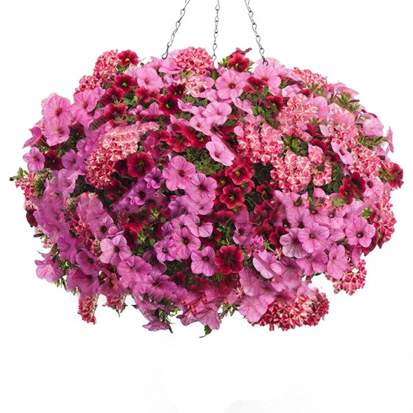 Egrow 100Pcs/Bag Petunia Seeds Petunia Plants Hanging Bonsai Mini Petunia Flowers for Home Garden