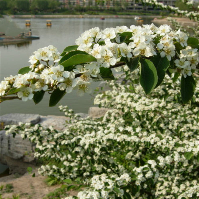 Egrow 20 Pcs/Pack Cotoneaster Seeds Xunzi Tree Plant Cotoneaster Multiflora