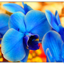 Egrow 200 PCS/Pack Rare Bonsai Flower Blue Butterfly Orchid Plant Garden Phalaenopsis Orchids Seeds