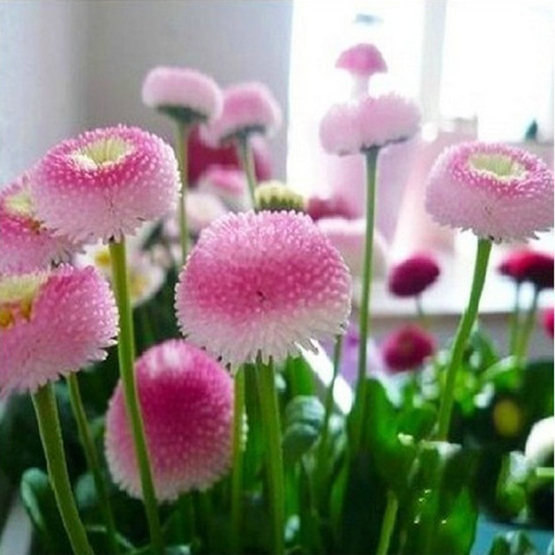 Egrow 200Pcs Strawberry Ice Cream Little Daisy Seeds Bonsai Plants Seeds for Home Garden