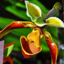 Egrow 200pcs/Bag Rare Orchid Seeds Bonsai Plant Seeds Natural Growth Flower Seeds for Home Garden