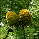 Egrow 50 Pcs/Pack Larix Gmelinii Tree Seeds Gmelinii Tree Plant Larch Pine