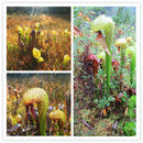 Egrow 100 Pcs/Pack Slurperon Seeds Rare Flowers Bonsai Carnivorous Cobra Home And Garden Dcoration
